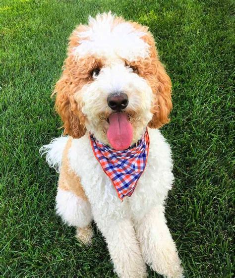 17+ Facts About Apricot Goldendoodles You Probably Didn’t Know