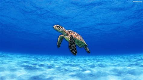 Hawaii Turtle Wallpapers - Top Free Hawaii Turtle Backgrounds - WallpaperAccess