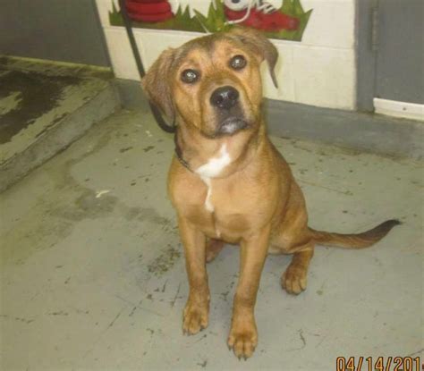 Brown County Animal Shelter Georgetown, Ohio - RESCUE FRIENDLY! OUT OF ...