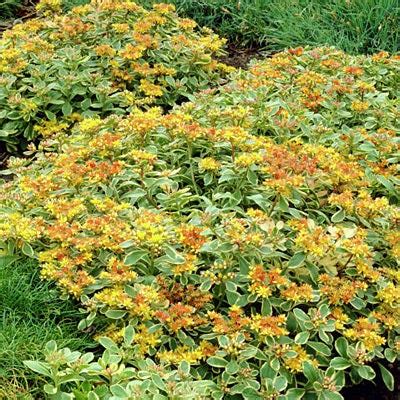 Sedum kamtschaticum Variegatum, Stonecrop | American Meadows