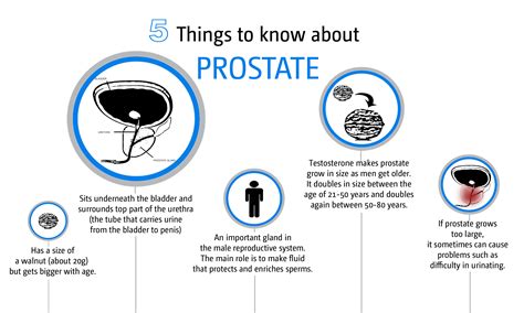 Things a Man Should Know About Prostate Gland and its Function