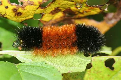 Can Woolly Bear Caterpillars Predict the Winter? – Okra In My Garden