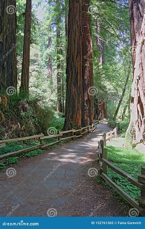 Hiking Trails through Giant Redwoods in Muir Woods Stock Image - Image of park, path: 152761365