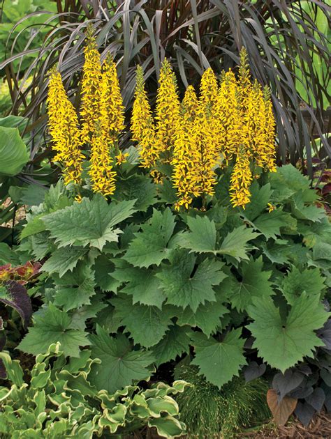 'Bottle Rocket' - Ligularia hybrid | Proven Winners