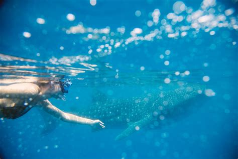 Swimming with Whale Sharks - The Elevated Moments