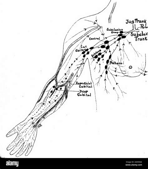 Manual de anatomía. Ganglios larios y el grupo subclavia e incluso a ...