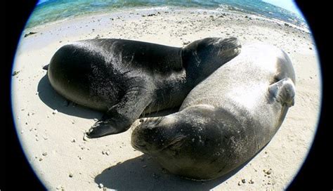 Papahānaumokuākea | National Marine Sanctuary Foundation