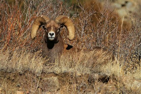 Bighorn Sheep - Clear Creek County Tourism Bureau