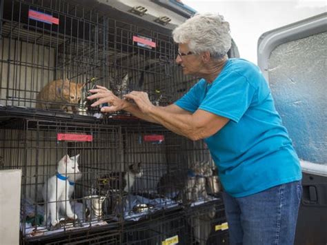 East Tennessee shelter dogs hitch rides north to find families