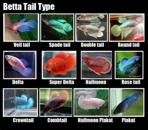 Betta Fin Types and Colors | BettaFishOnline.com