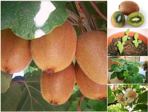 How to Grow a Kiwi Plant from Seed