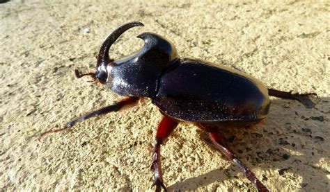 Rhinoceros Beetle - Facts, Information & Pictures