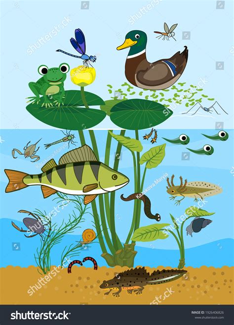 Animals Living Pond Ecosystem Pond Diverse Stock Vector (Royalty Free ...