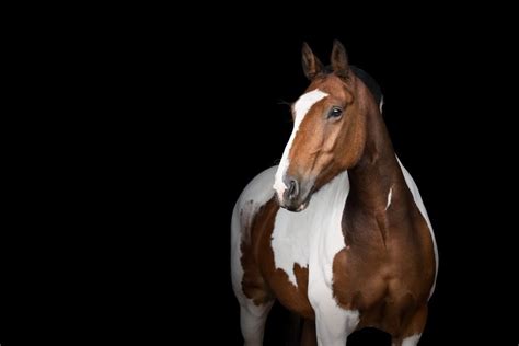 Black Background Horse Photography (No Lights Required!) » That Tog Spot