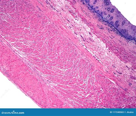 Layers Of The Esophagus Royalty-Free Stock Photography | CartoonDealer.com #117240065