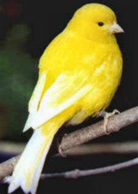 Top Canary Bird Breeds A-Z - The Happy Chicken Coop