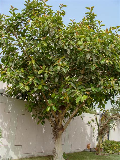 Ficus benghalensis - Acacia LLC