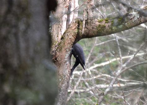 Woods Walks and Wildlife: Pileated Woodpecker at Bent of the River