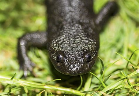 Salamander genome may hold the key to human limb regeneration • Earth.com