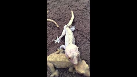 Crested Gecko Breeding Trio - YouTube