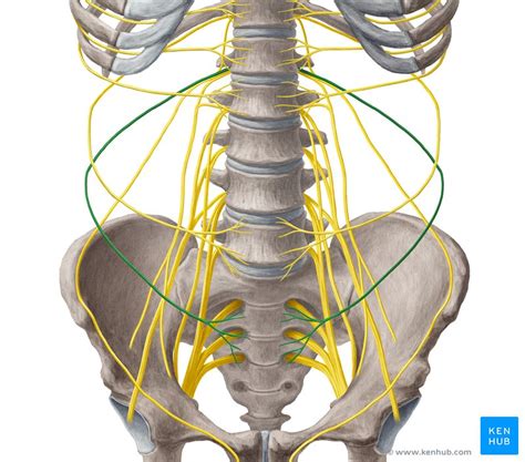 Ilioinguinal Nerve Damage