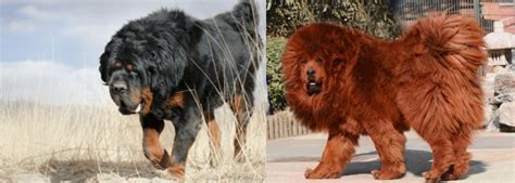 Himalayan Mastiff vs Gaddi Kutta - Breed Comparison