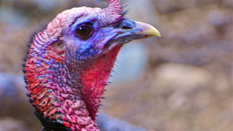 Word from the Smokies: Conservation success story of the wild turkey