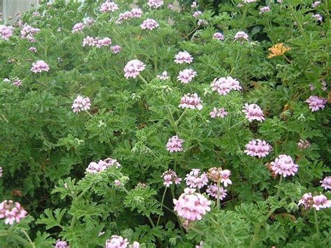 PlantFiles Pictures: Pelargonium Species, Scented Geranium (Pelargonium ...