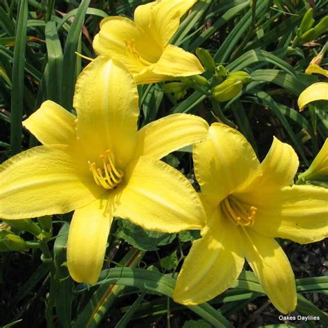 YELLOW PINWHEEL - Oakes Daylilies