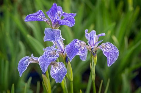 Iris setosa (Bristle-Pointed Iris)