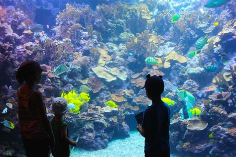 Hawaii's Aquarium: Why Maui Ocean Center is Worth a Family Visit — Intentional Mama