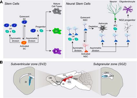 Adult Mammalian Neural Stem Cells and Neurogenesis: Five Decades Later: Cell Stem Cell