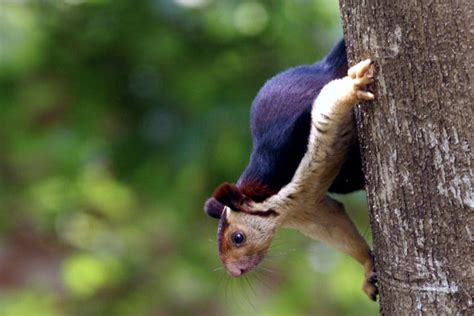 The grizzled giant squirrel struggles to survive in the face of habitat ...