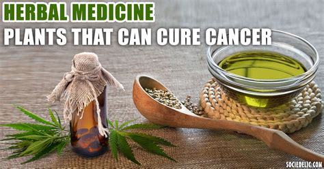 Herbal medicine: Plants that can Cure Cancer