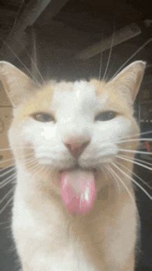 Bleh Cat Silly Cat GIF - Bleh cat Silly cat Cat sticking tongue out - Discover & Share GIFs