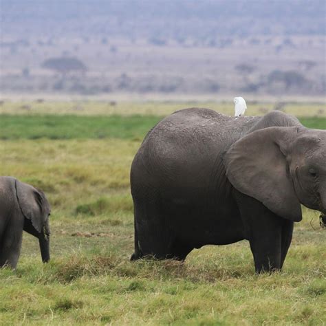 Amboseli National Park | Exploring Africa