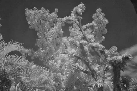 Photography with Dr. Ernie.: Ethereal infrared photos with an IR 72 filter.