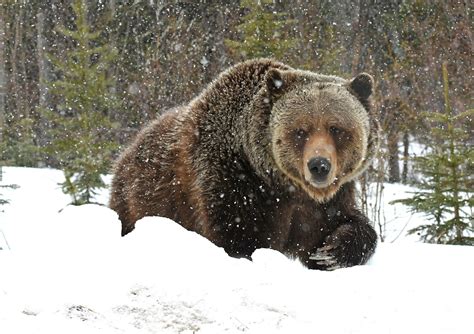 The Lair of the Grizzly Bear - Calgary Guardian