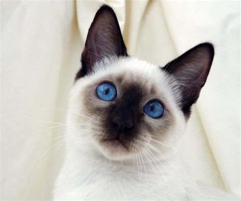 AL Birman: The Birman cat, also known as the "Sacred Cat of Burma", is ...