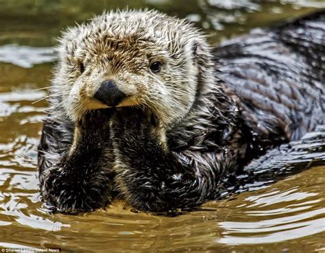 Animal experts have observed sea otters tangling themselves in forests of seaweed or kelp in ...