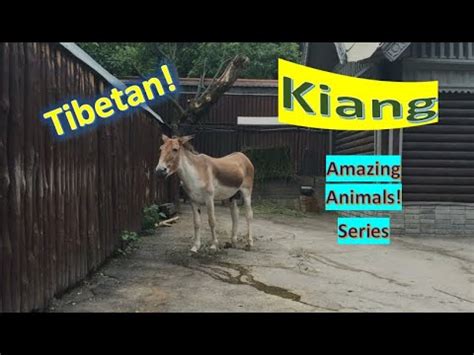 Kiang facts 🐎 Tibetan Wild Ass 🐎 Khyang 🐎 Gorkhar 🐎 largest wild Ass 🤩 - YouTube