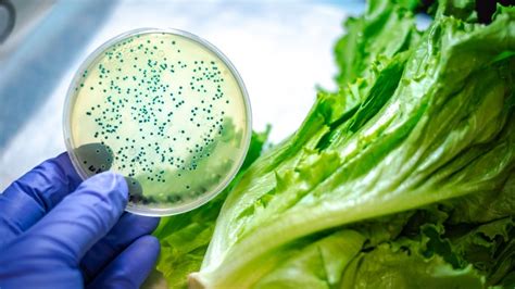 What Is E. Coli? Key Facts to Know About Food Poisoning and Beyond - GoodRx