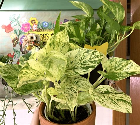 Snow Queen Pothos Care [A Complete Guide ] - Plants Craze