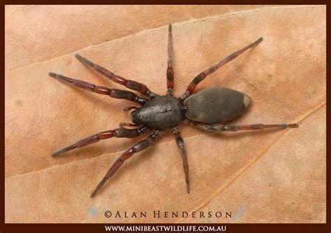 Do White tail spiders cause necrosis? Putting spider bites to the test - Minibeast Wildlife