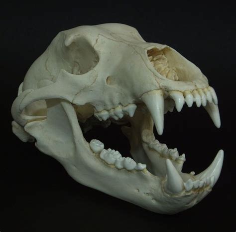 https://www.dappercadaver.com/products/grizzly-bear-skull | Bear skull ...