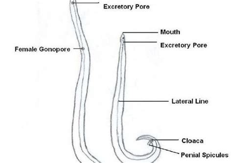 Ascaris lumbricoides: Morphology, life cycle, Pathogenesis, lab diagnosis and Treatment - Online ...