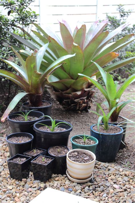 Bromeliad Propagation - Self Sufficient Culture