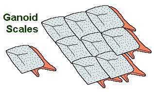 Ducunt volentem fata, nolentem trahunt — Types of fish scales. Placoid ...