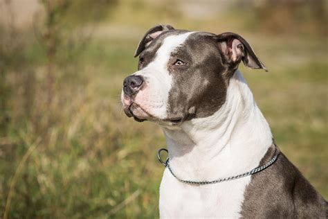 American staffordshire terrier (Amstaff)