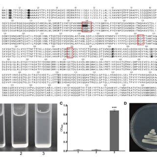 The Ibbfruct2-1 variant encodes a protein deficient in invertase... | Download Scientific Diagram